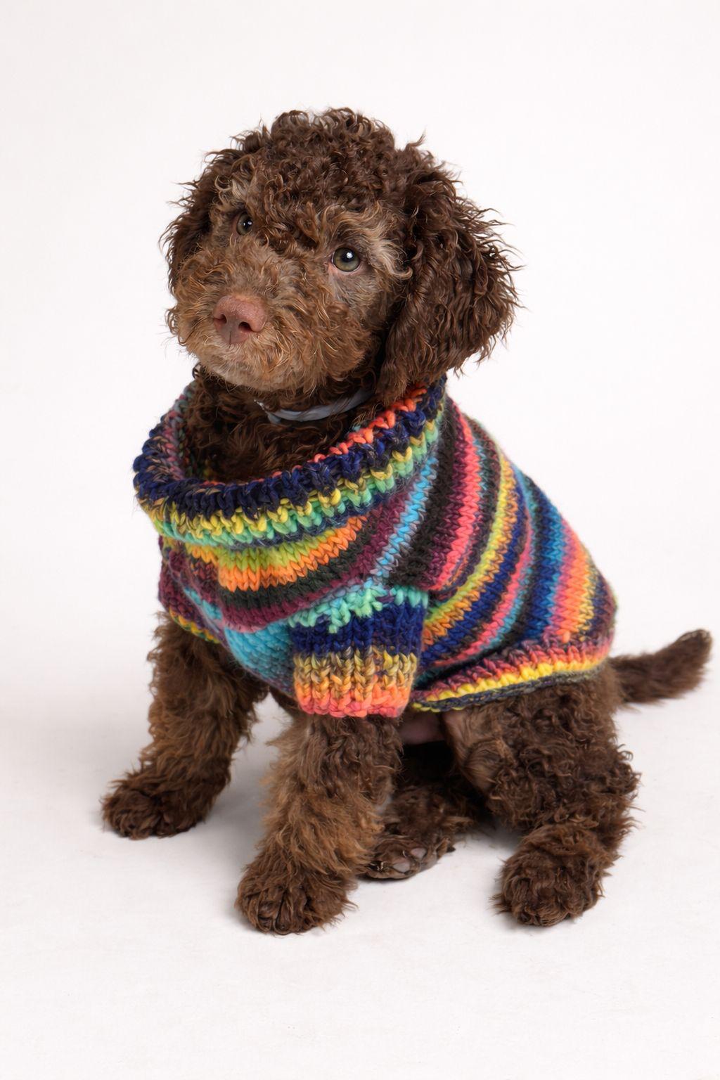 Rainbow Paw Knit
